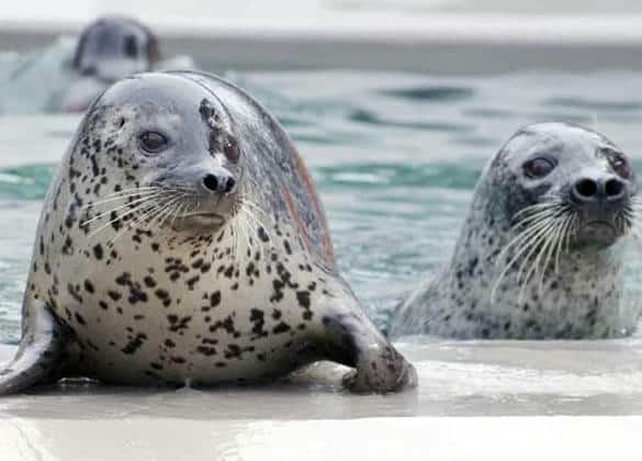 動物図鑑・ゴマフアザラシ